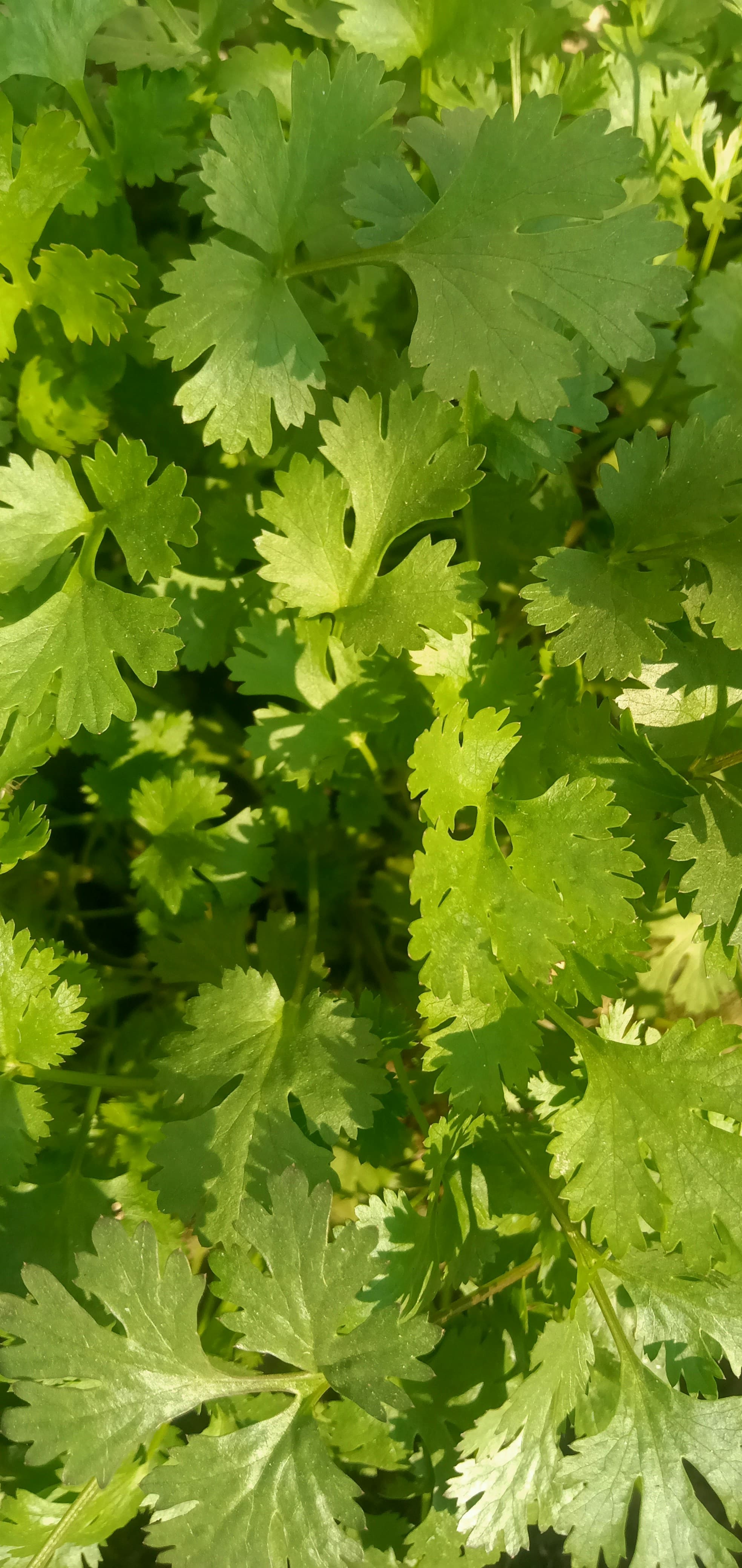 Cilantro