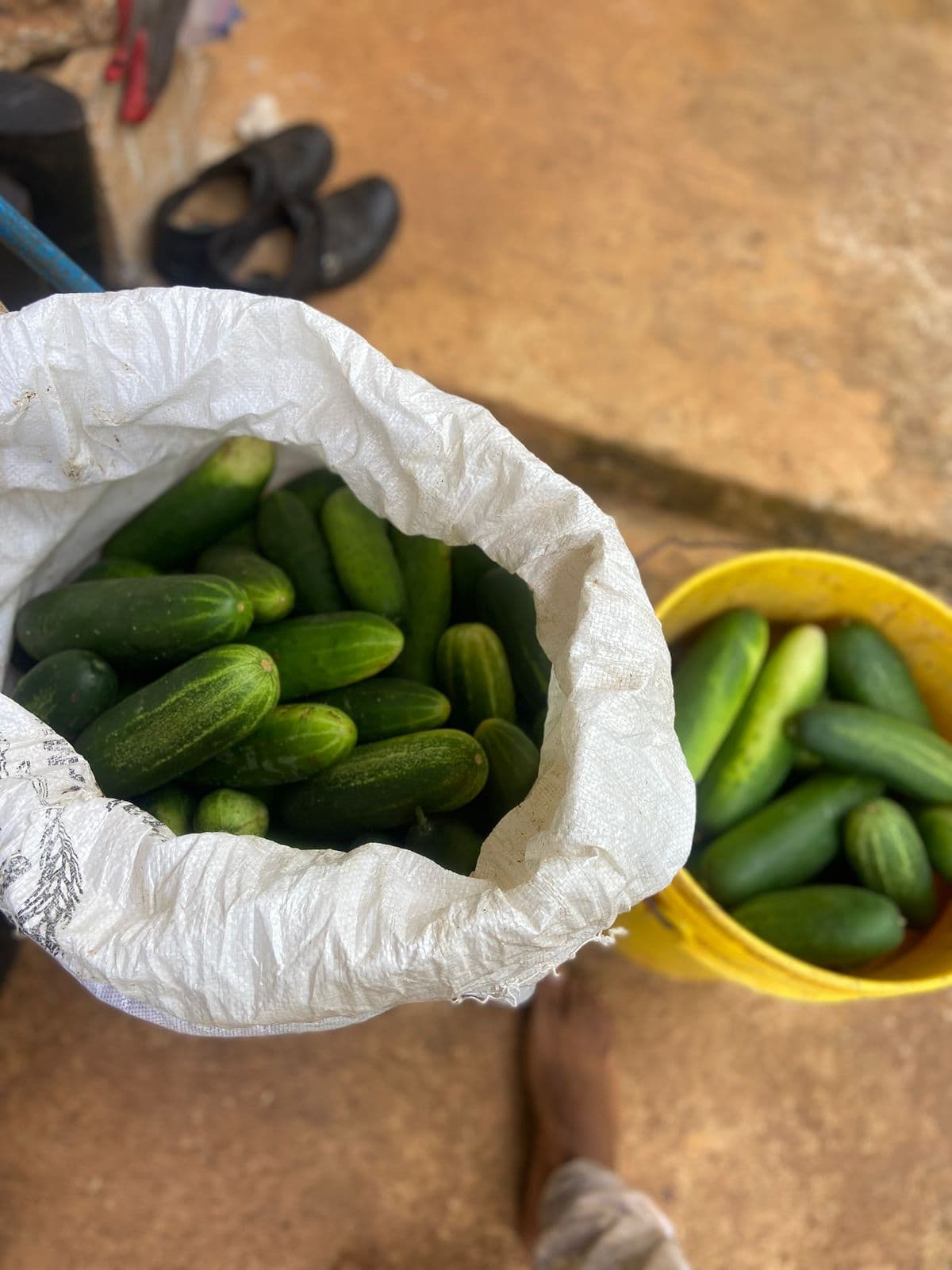 Cucumbers