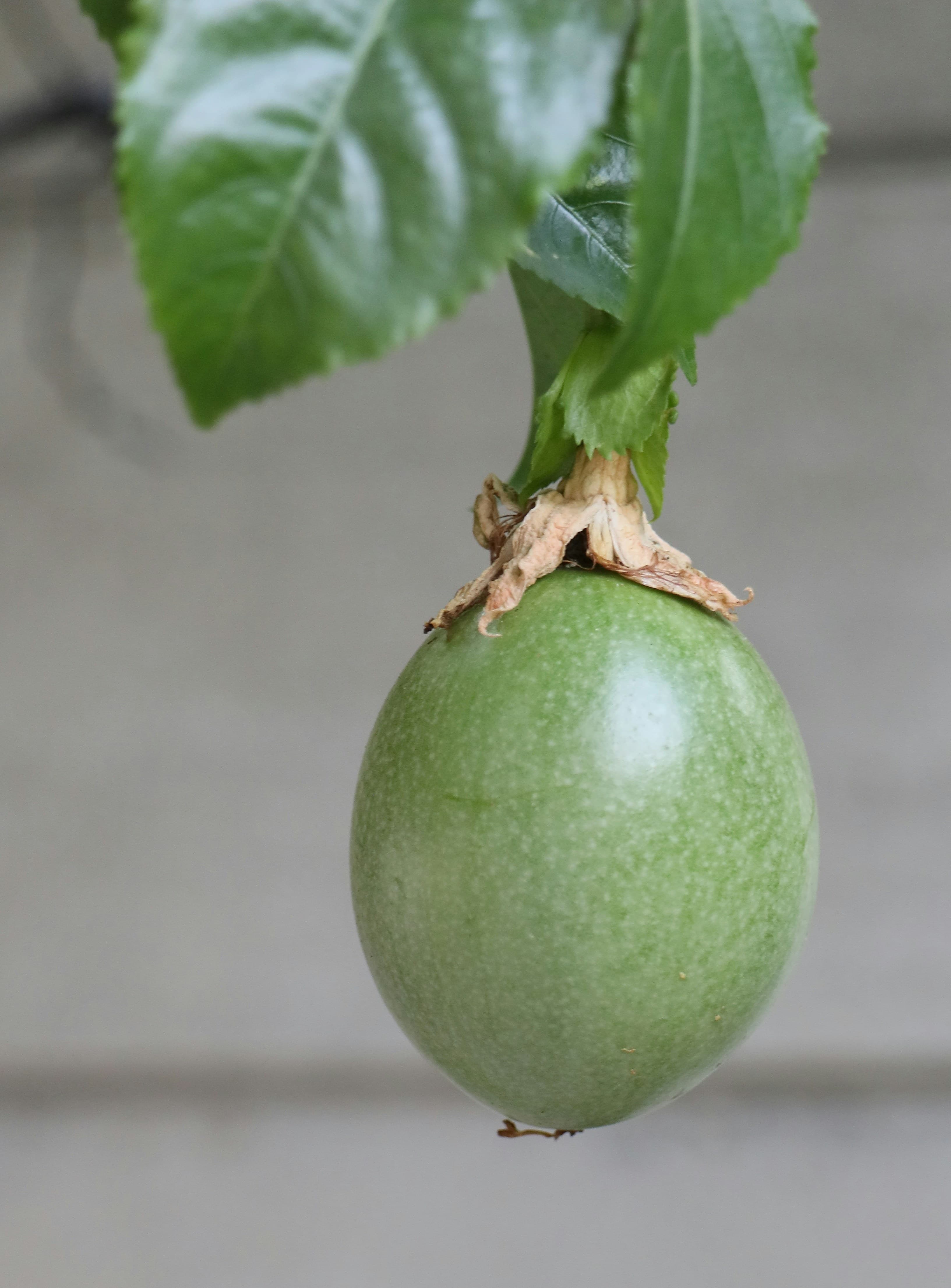 Passionfruit