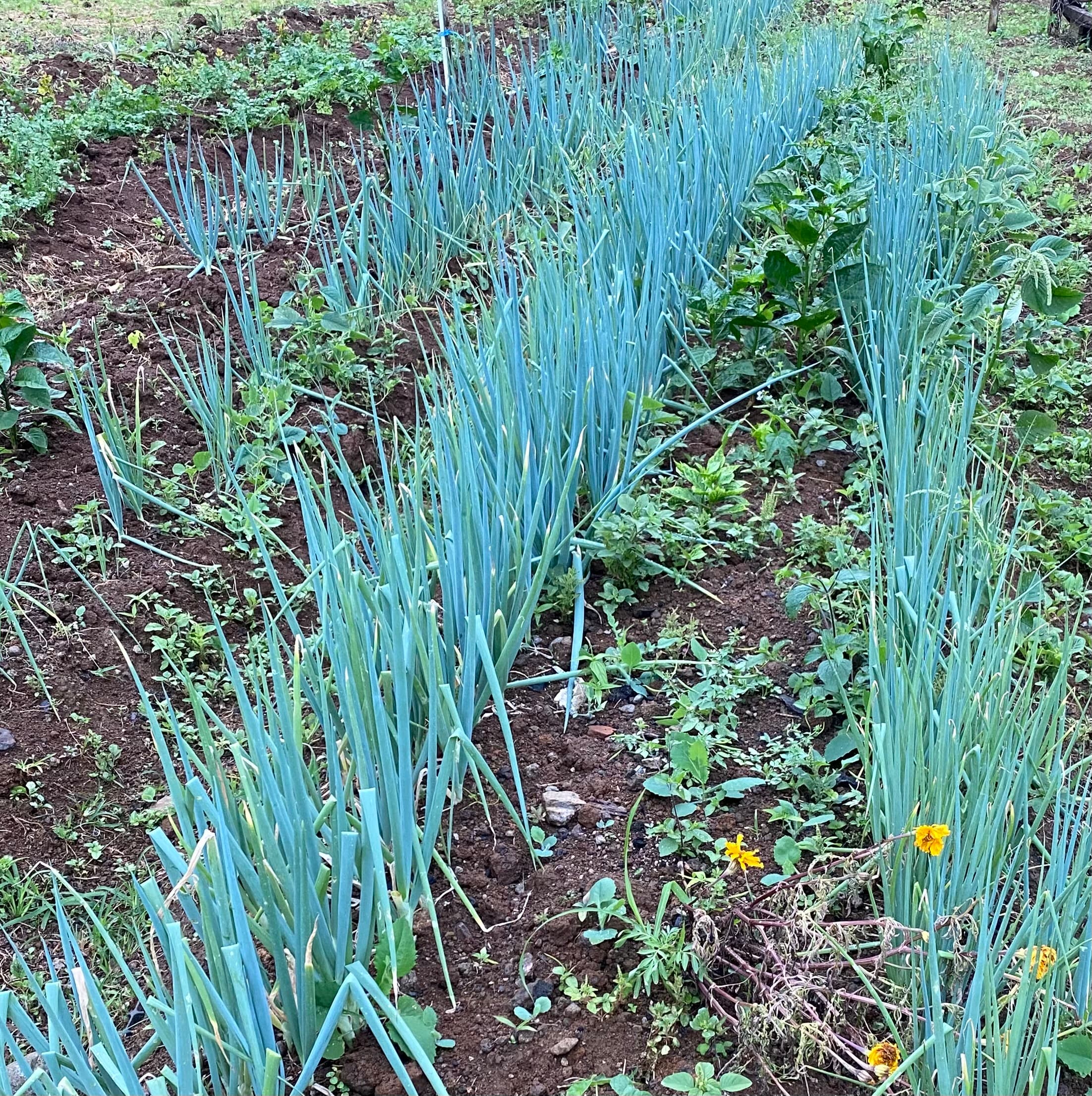 Chives