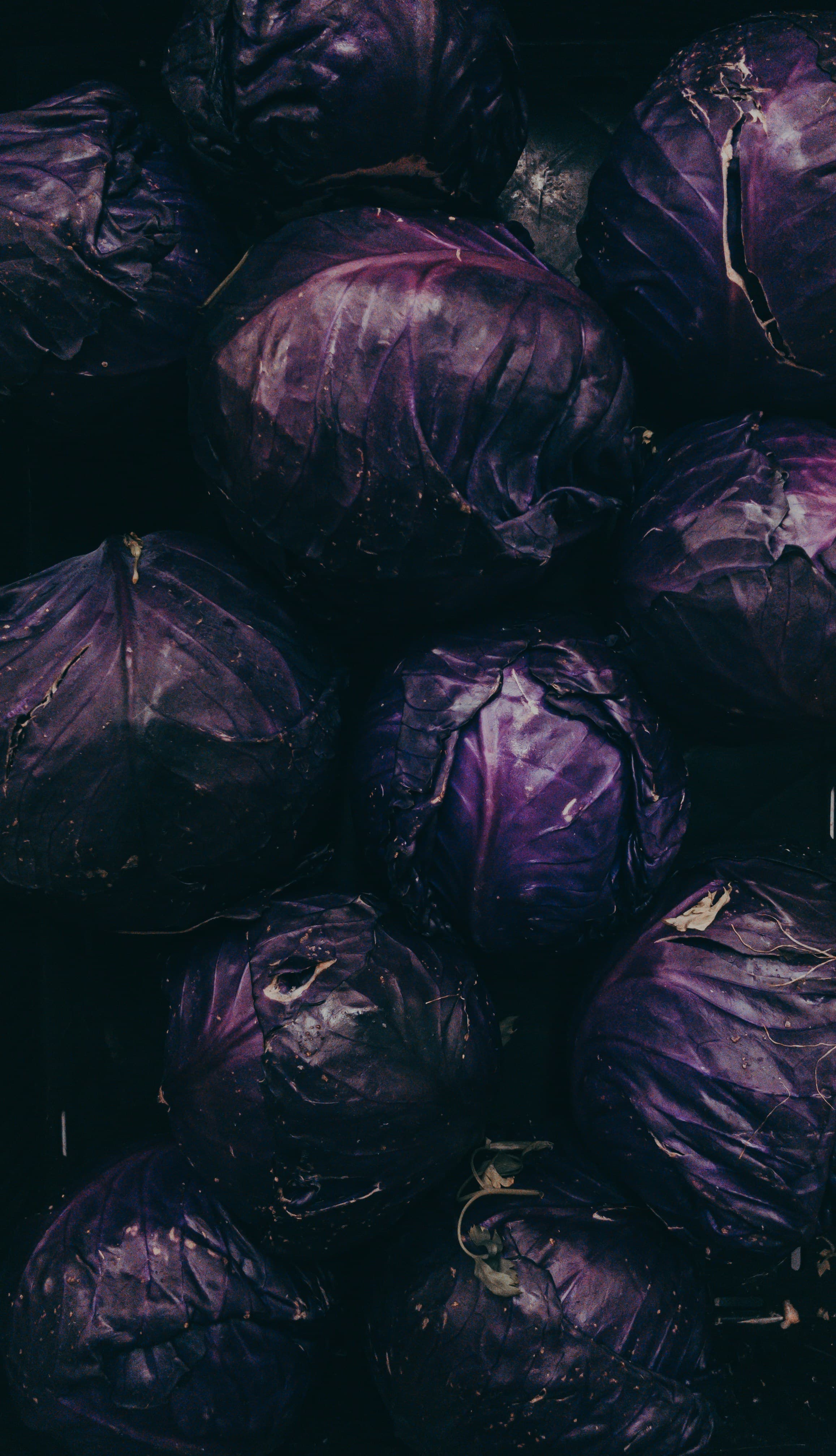 Purple Cabbage