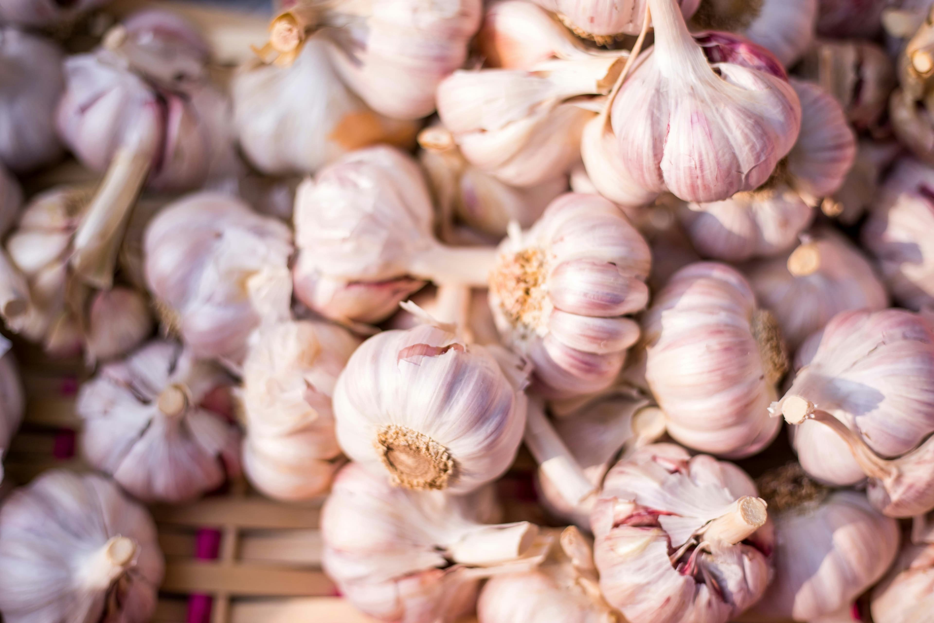 Garlic Head