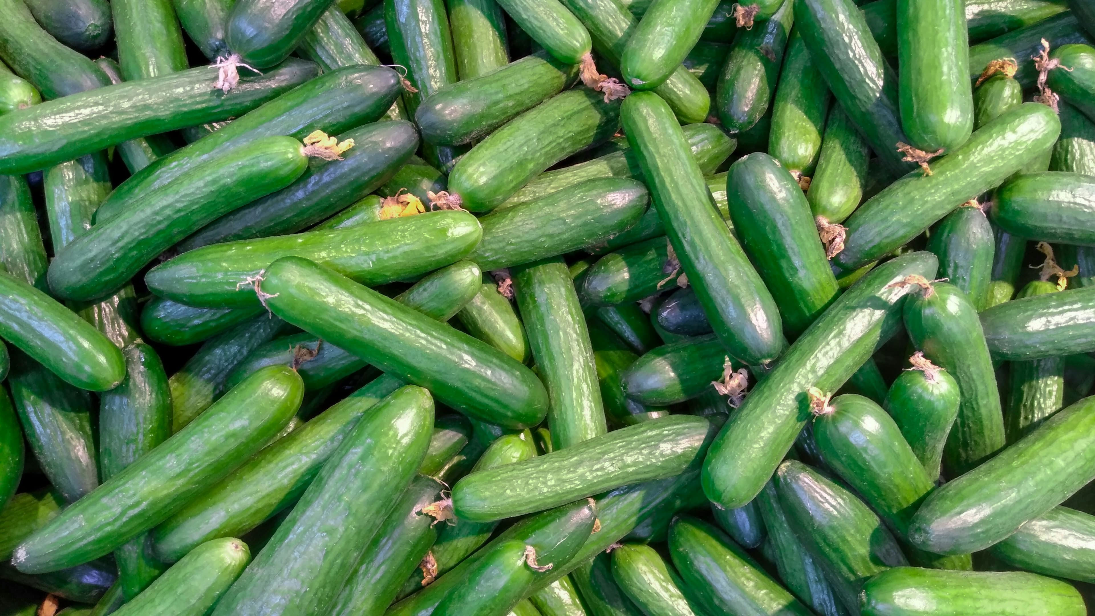 European Cucumber