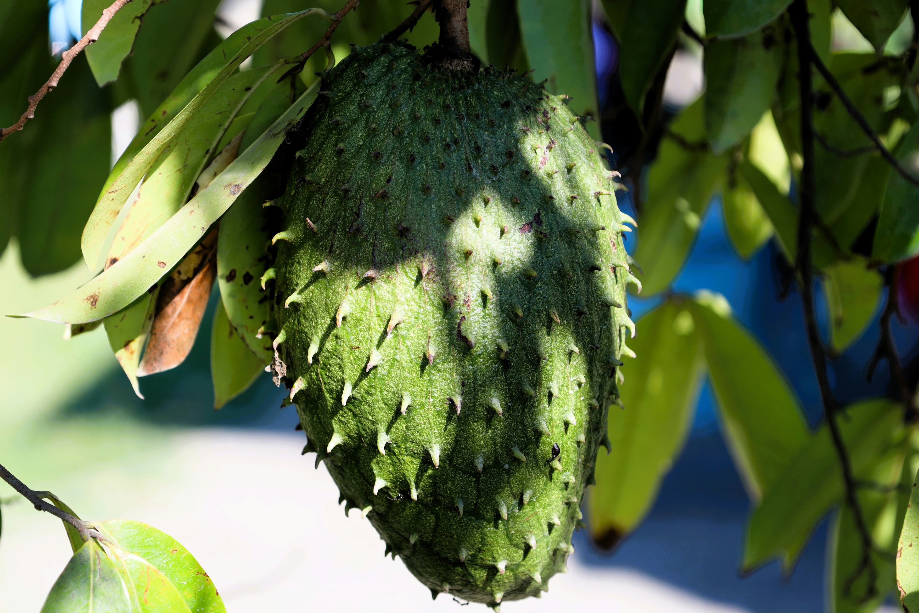 Soursop