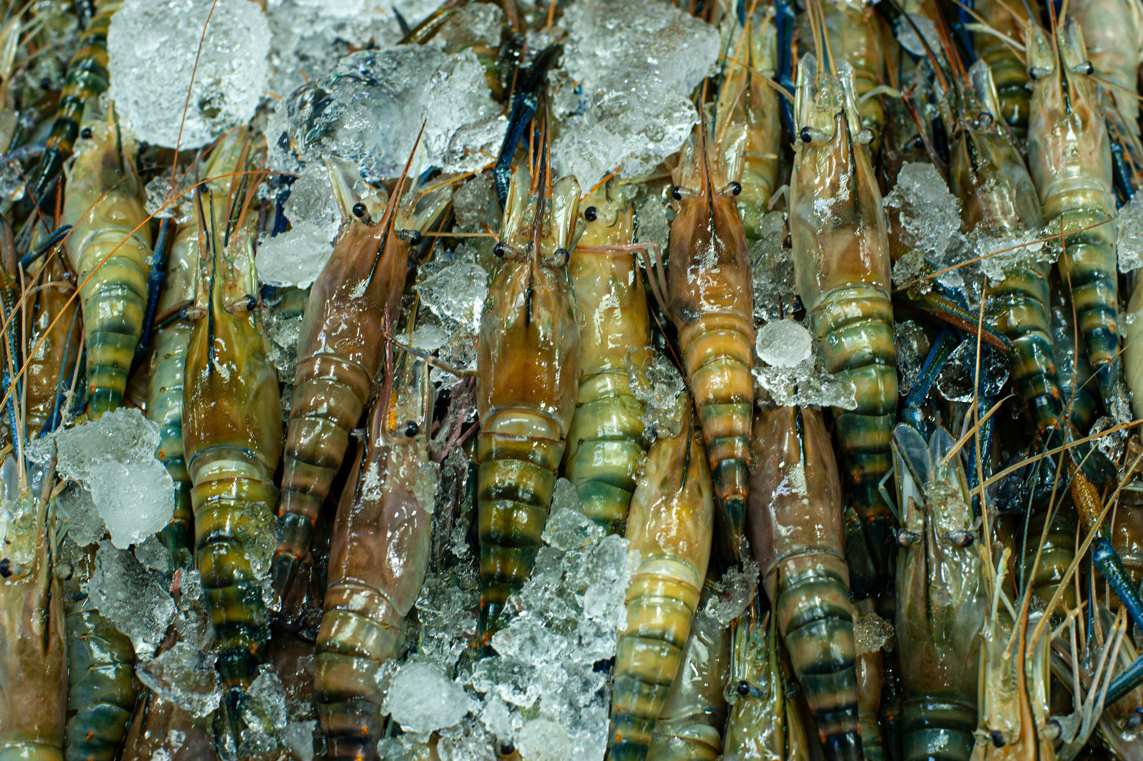 Tiger Shrimp