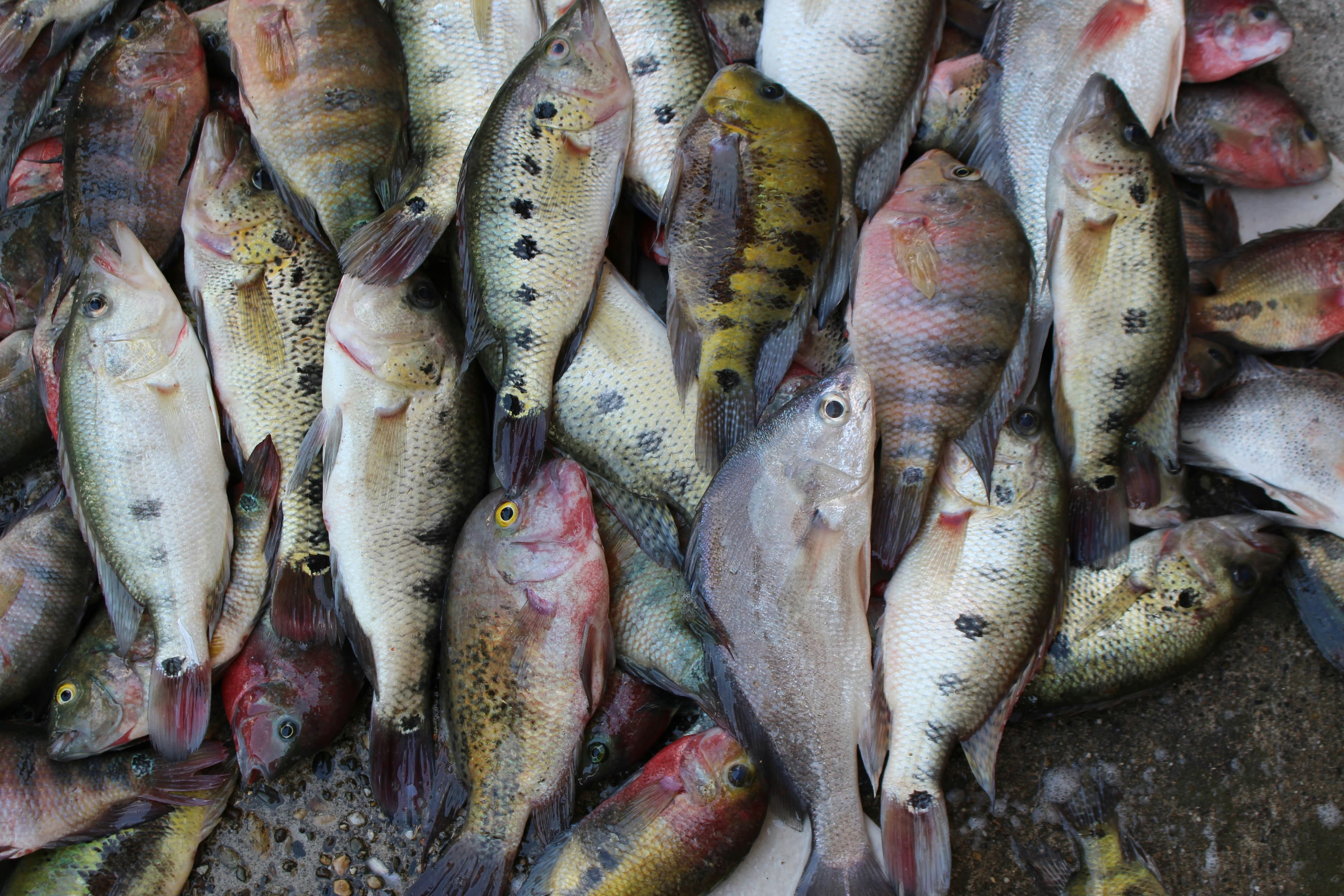 Striped Catfish