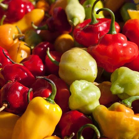Seasoning Peppers