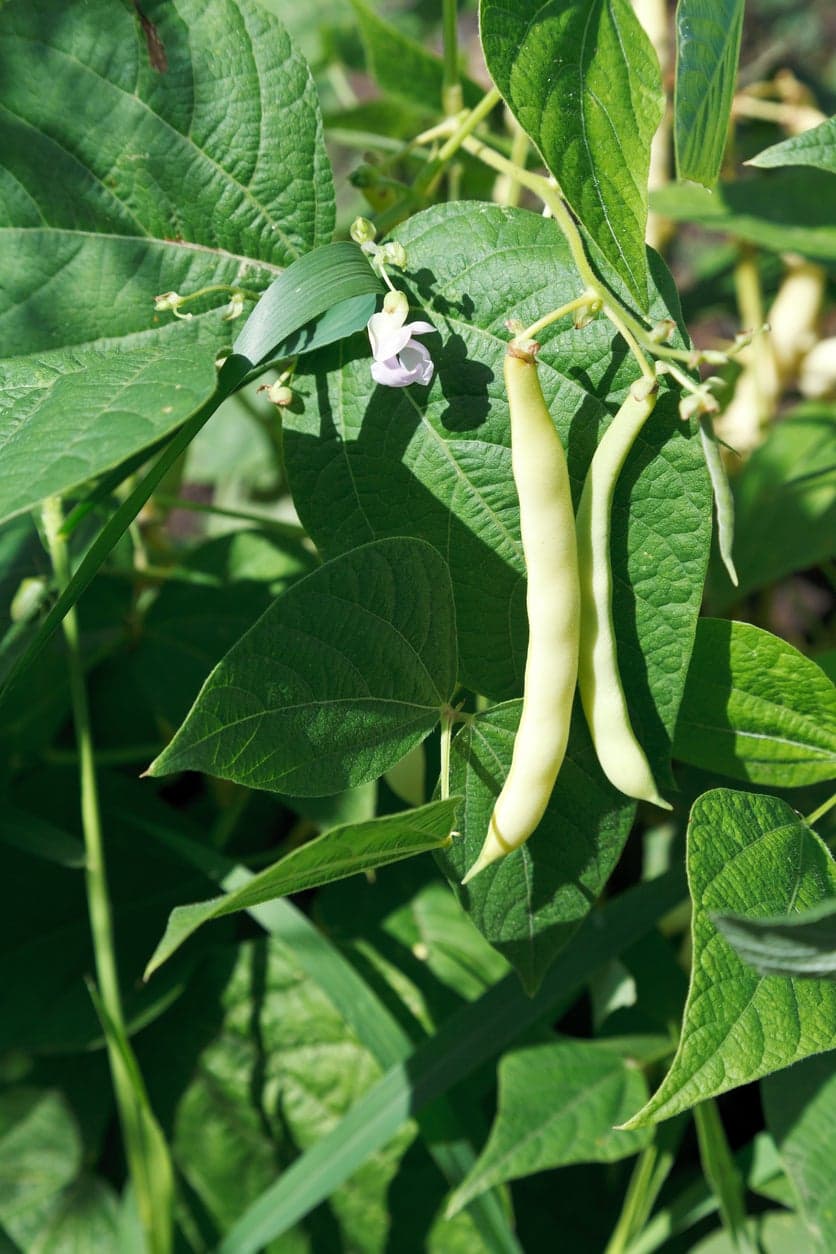 Green Beans