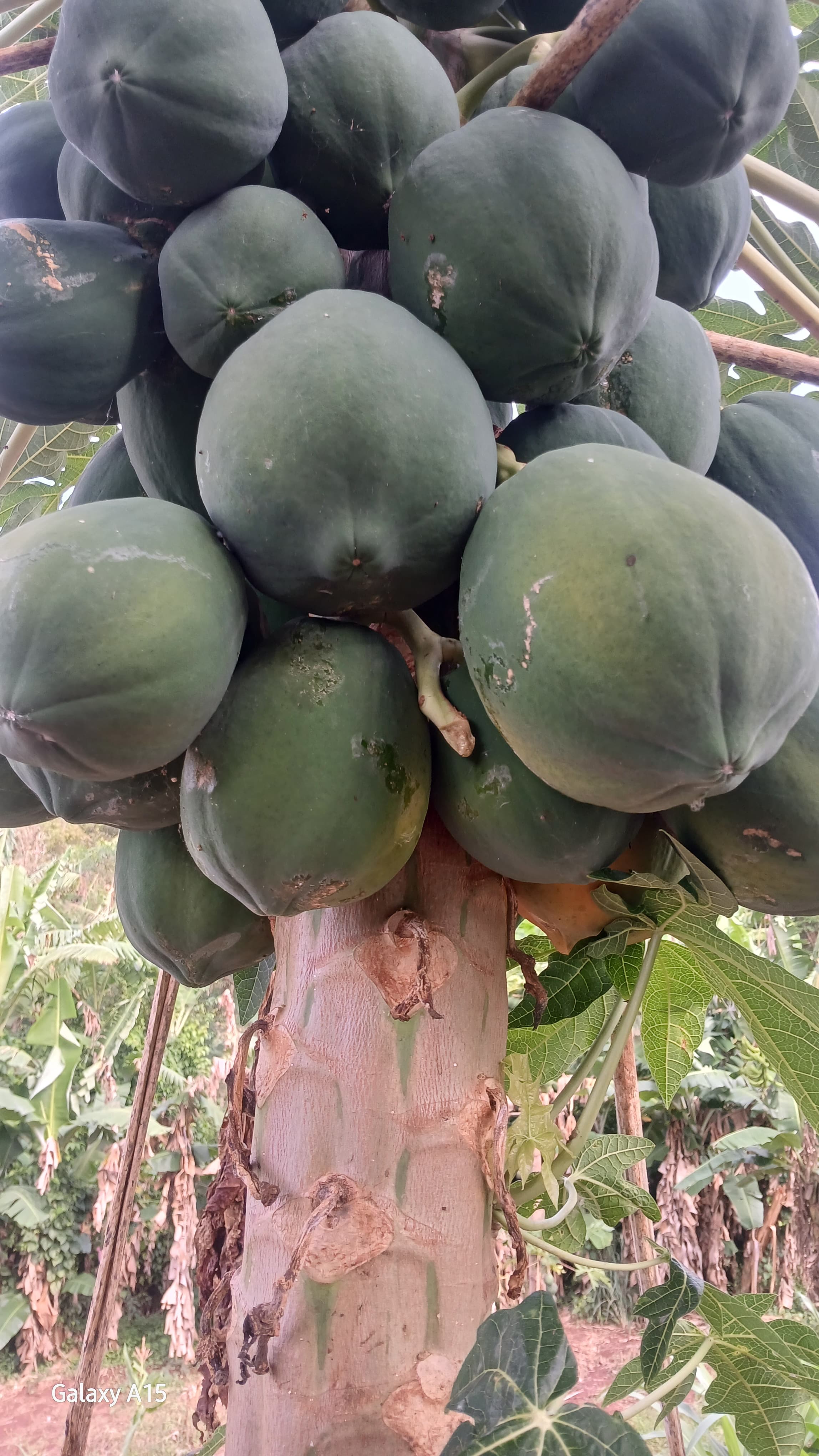 Papaya