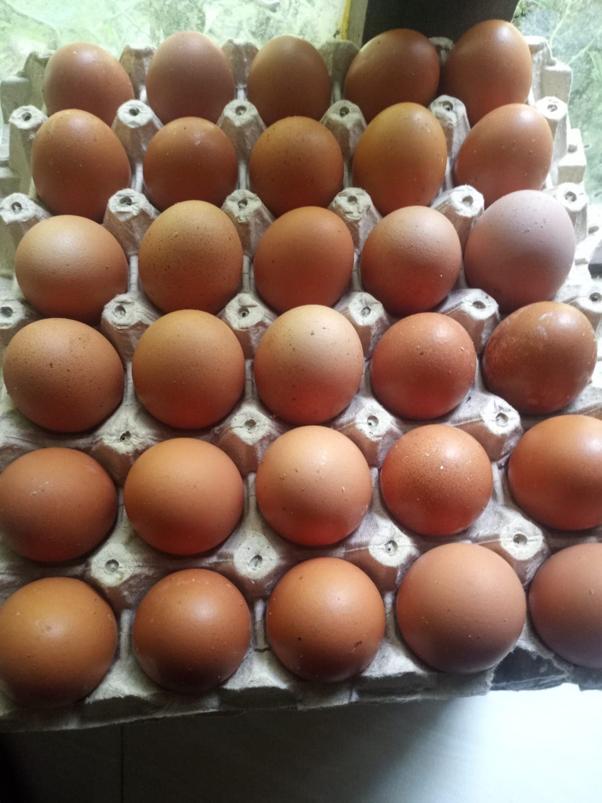 Eggs