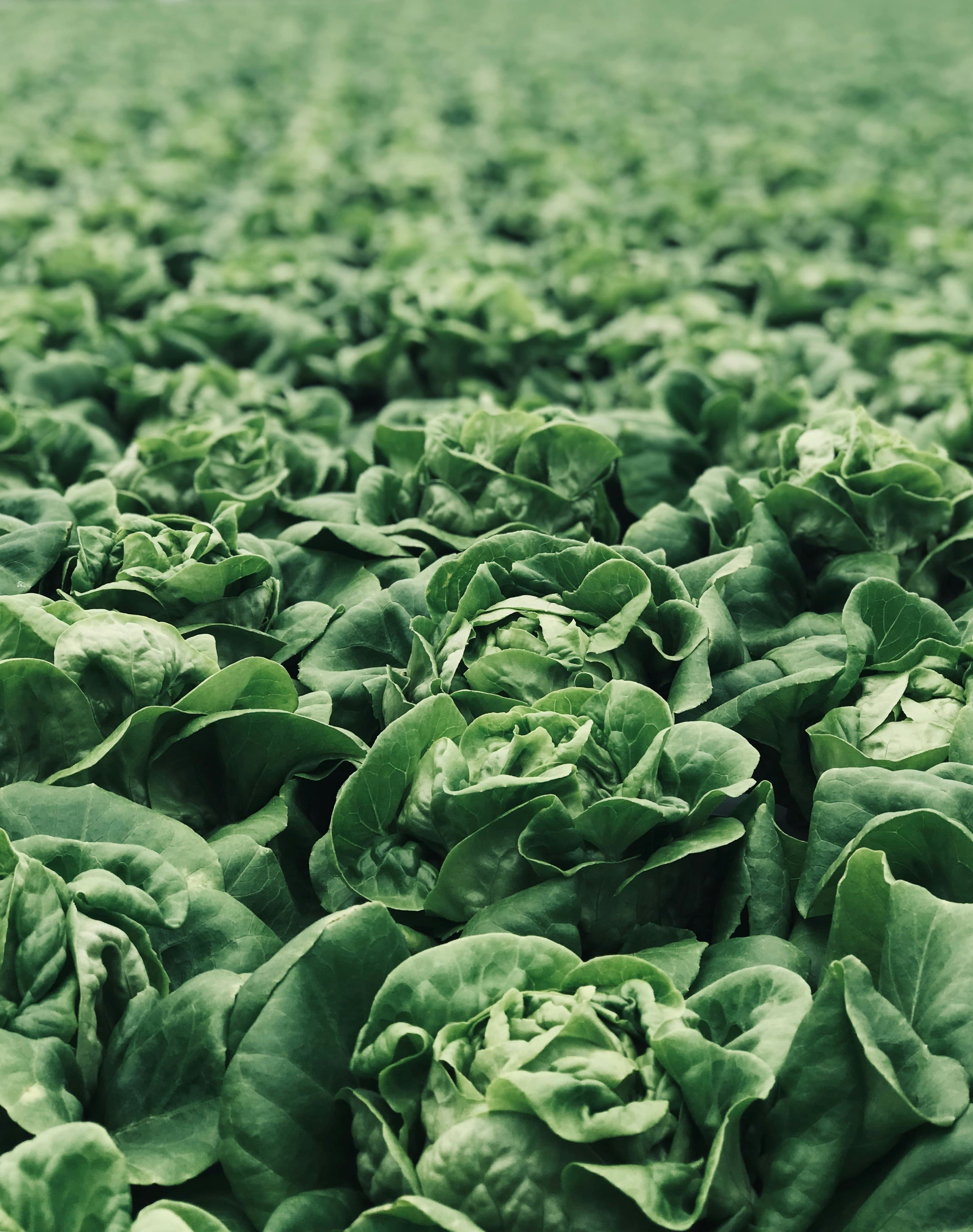 Lettuce
