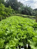 KG's Farm