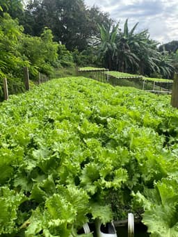 KG's Farm